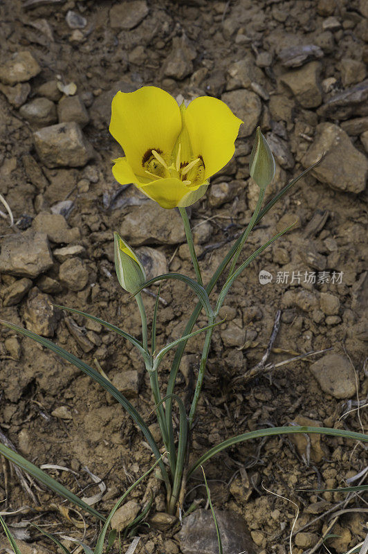 金色玛丽泊萨百合，Calochortus aureus;犹他州国会礁国家公园;百合科的家庭。